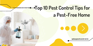 Top 10 Pest Control Tips for a Pest-Free Home - Zplus Pest Control