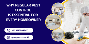 Why Regular Pest Control is Essential for Every Homeowner - Zplus Pest Control
